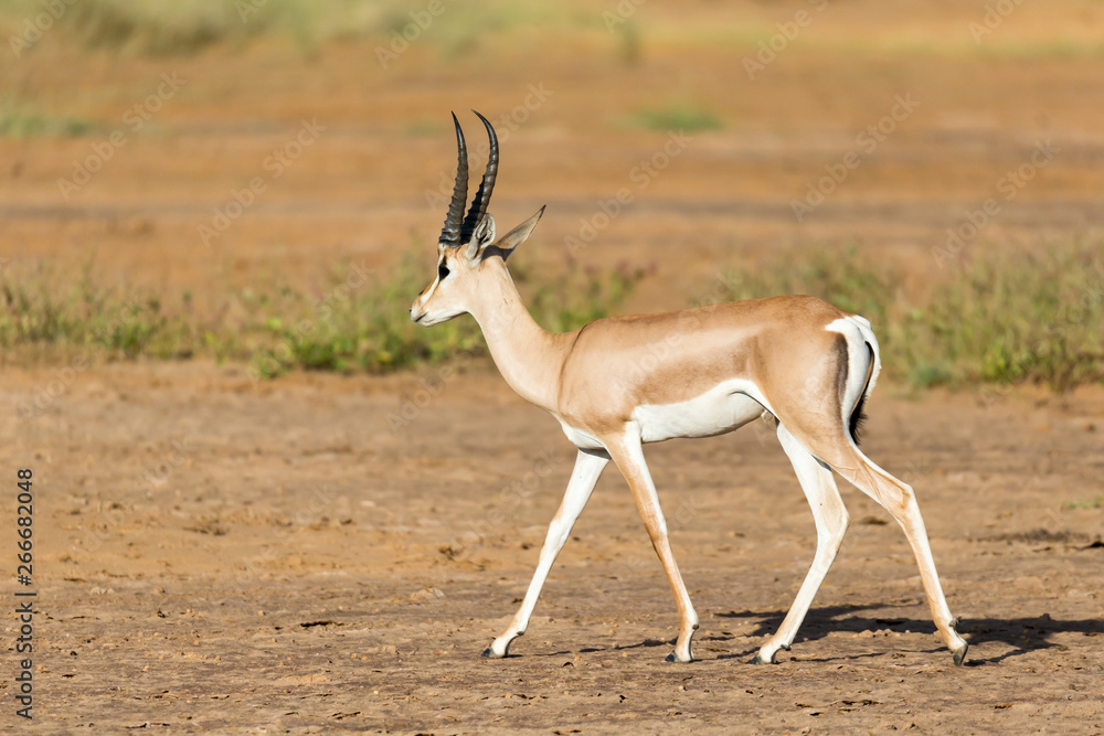 A Grant Gazelle stands in the middle of the grassy landscape of Kenya A Grant Gazelle stands in the middle of the grassy landscape of Kenya