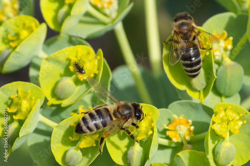 Honey bee, pollination process © badwiser