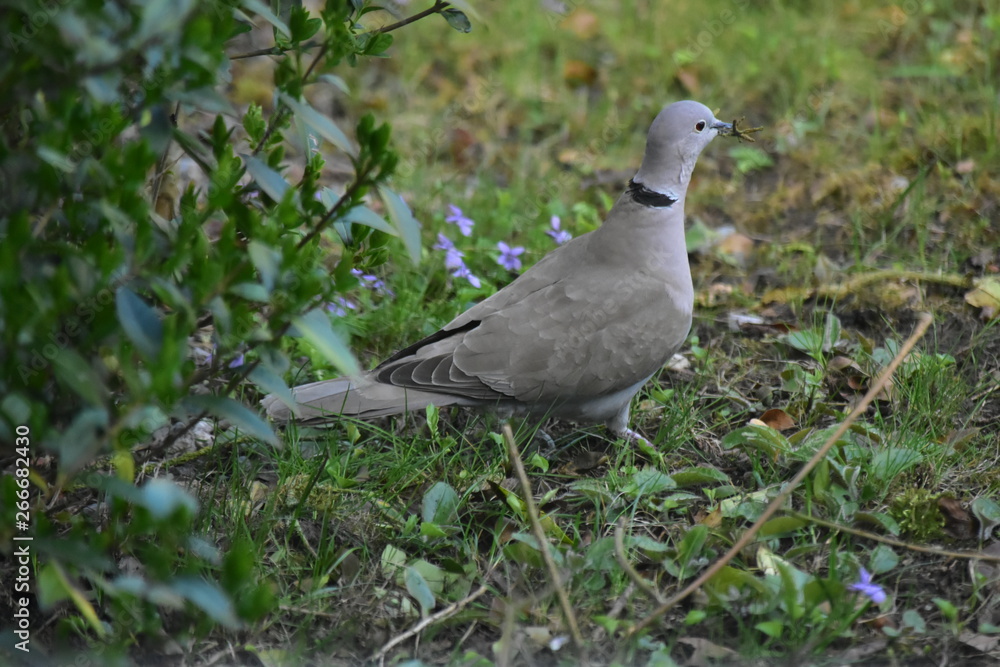 oiseau oiseau