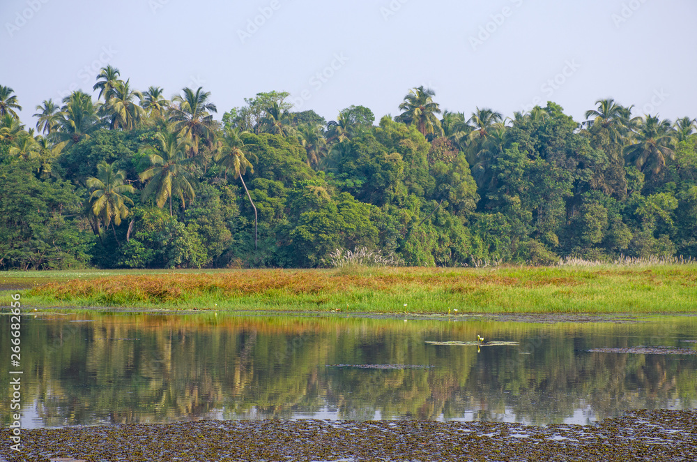 beautiful tropical landscape with palm trees and plants beautiful tropical landscape with palm trees and plants
