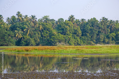 beautiful tropical landscape with palm trees and plants