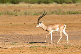 A Grant Gazelle stands in the middle of the grassy landscape of Kenya