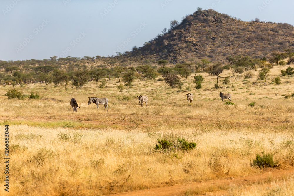 Large herd with zebras grazing in the savannah of Kenya