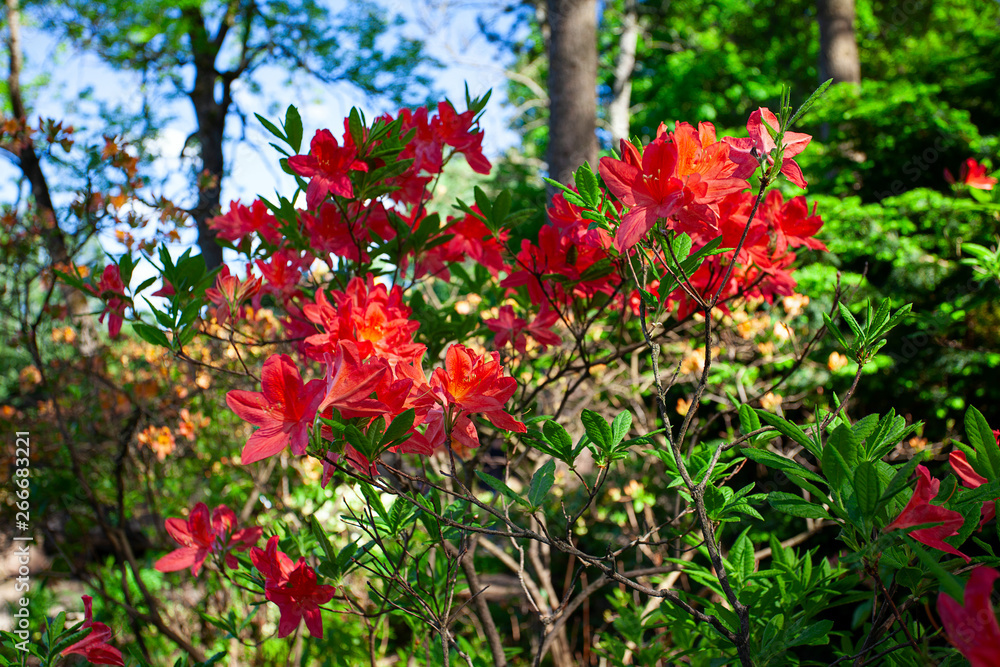 Rhododendron plants with red flowers