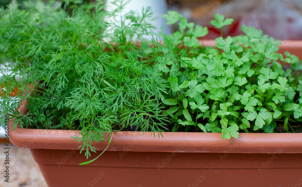 herbs on window-sill