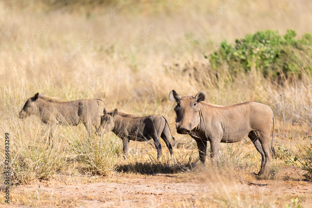 A warthog stands in the middle of the grass in Kenya A warthog stands in the middle of the grass in Kenya