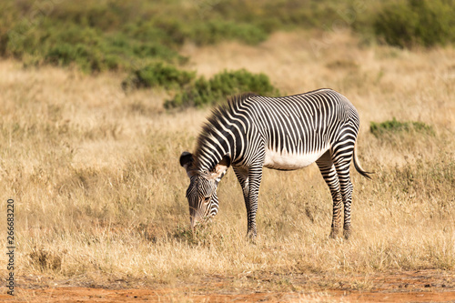 A Grevy Zebra is grazing in the countryside of Samburu in Kenya