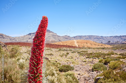 Tower of jewels plant (Echium wildpretii), endemic species to the island of Tenerife in Teide National Park, Spain. photo