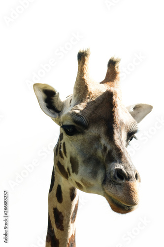 portrait of giraffe with bright white background - white space