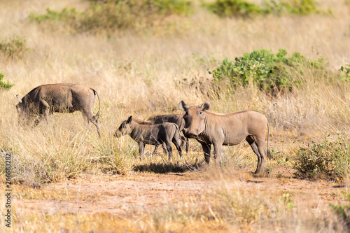Fototapeta Naklejka Na Ścianę i Meble -  A warthog stands in the middle of the grass in Kenya