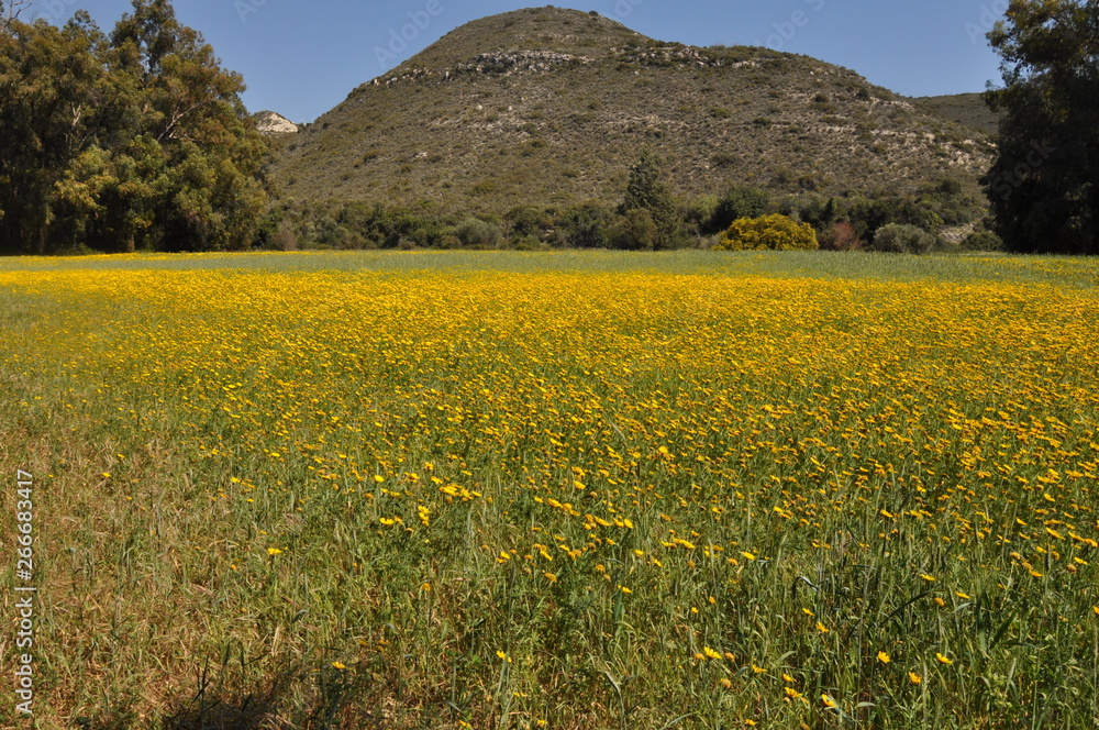 The beautiful natural Meadow landscape in Cyprus