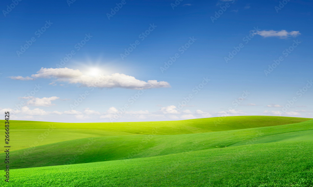 Fototapeta premium green field and blue sky