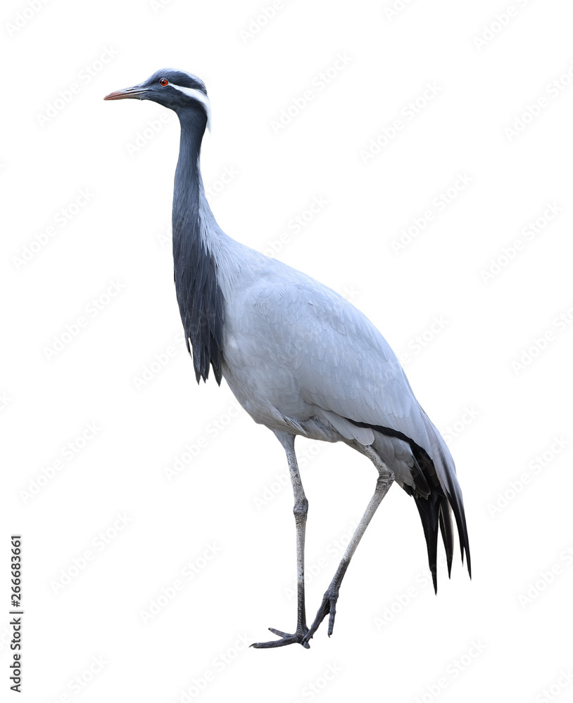 Demoiselle crane full length isolated on white background. Wild water birds. Demoiselle crane full length isolated on white background. Wild water birds.