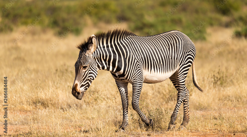 Obraz premium A Grevy Zebra is grazing in the countryside of Samburu in Kenya