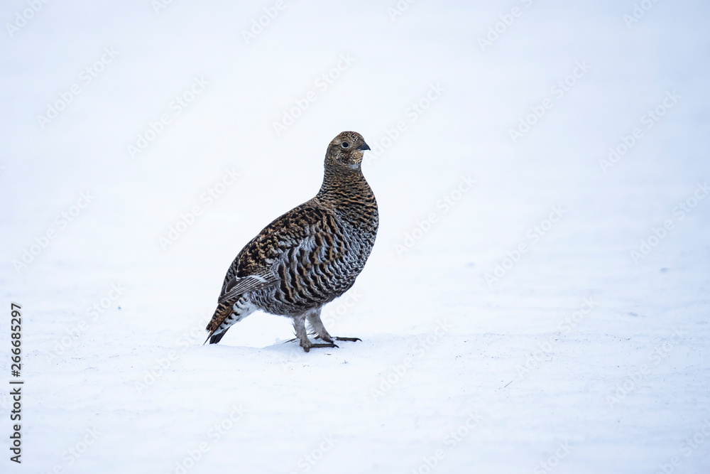 Obraz premium Black Grouse, Lyrurus tetrix
