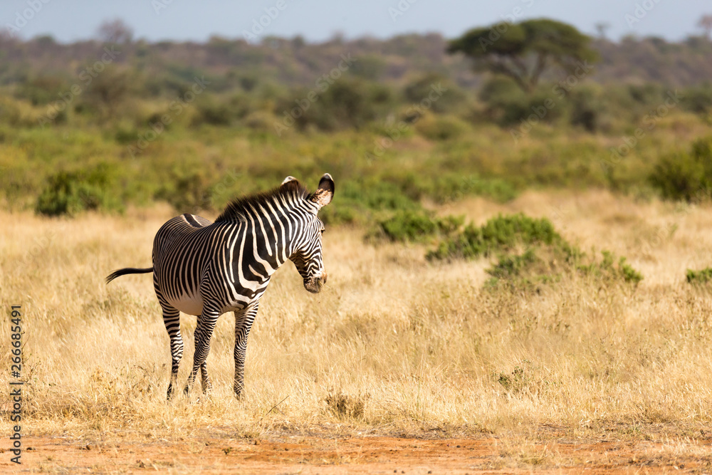 A Grevy Zebra is grazing in the countryside of Samburu in Kenya A Grevy Zebra is grazing in the countryside of Samburu in Kenya