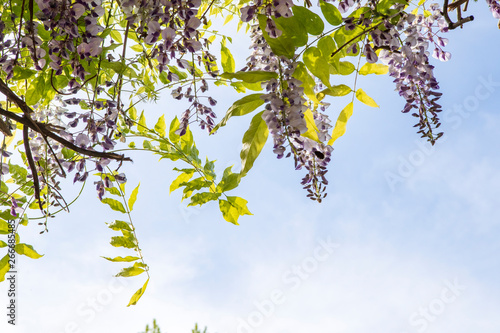 Pergolato di Glicine