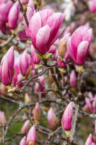 blossoms of chinese magnolia in the park