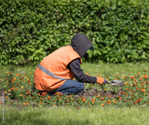worker planting seedlings of flowers