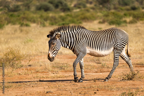 A Grevy Zebra is grazing in the countryside of Samburu in Kenya