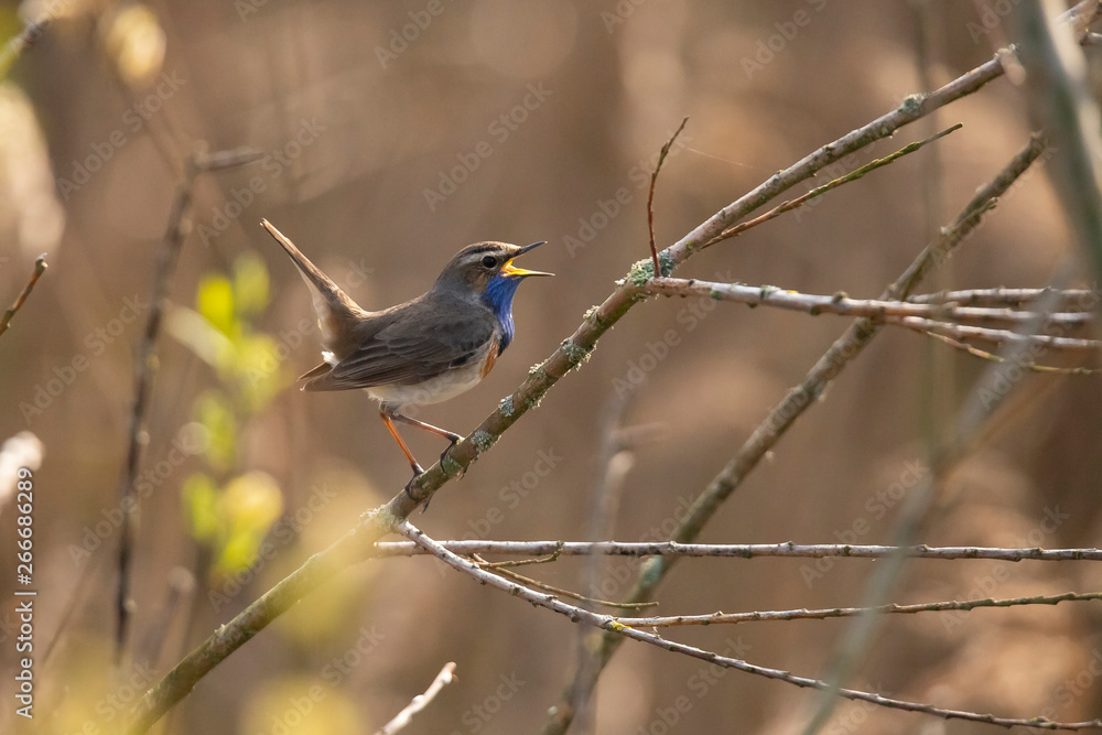 Obraz premium Blue Throat, Luscinia svecica