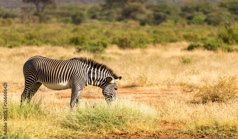 A Grevy Zebra is grazing in the countryside of Samburu in Kenya A Grevy Zebra is grazing in the countryside of Samburu in Kenya
