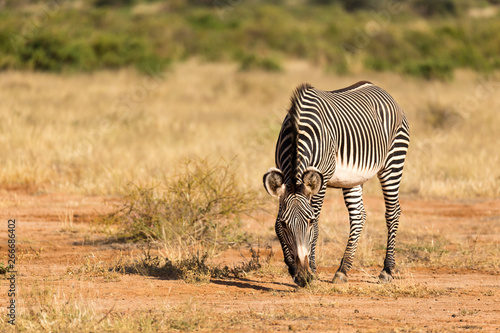 Fototapeta Naklejka Na Ścianę i Meble -  A Grevy Zebra is grazing in the countryside of Samburu in Kenya