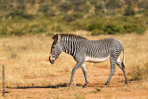 A Grevy Zebra is grazing in the countryside of Samburu in Kenya