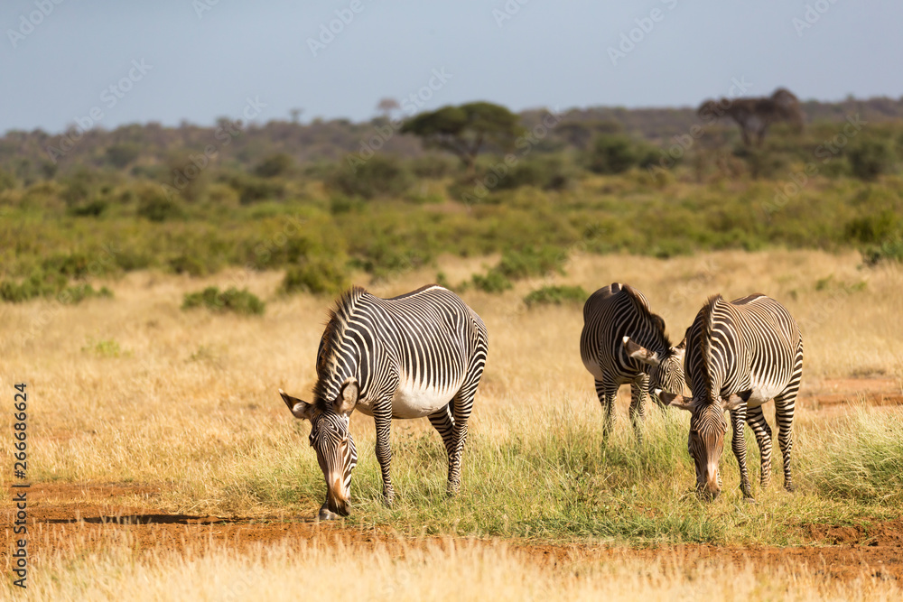 Φωτογραφία A zebra family is grazing in the savannah of Kenya in Samburu