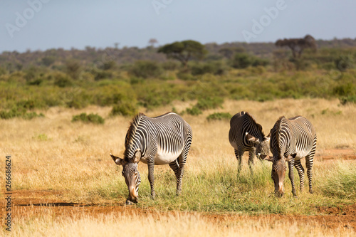 A zebra family is grazing in the savannah of Kenya in Samburu