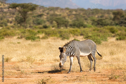 A Grevy Zebra is grazing in the countryside of Samburu in Kenya