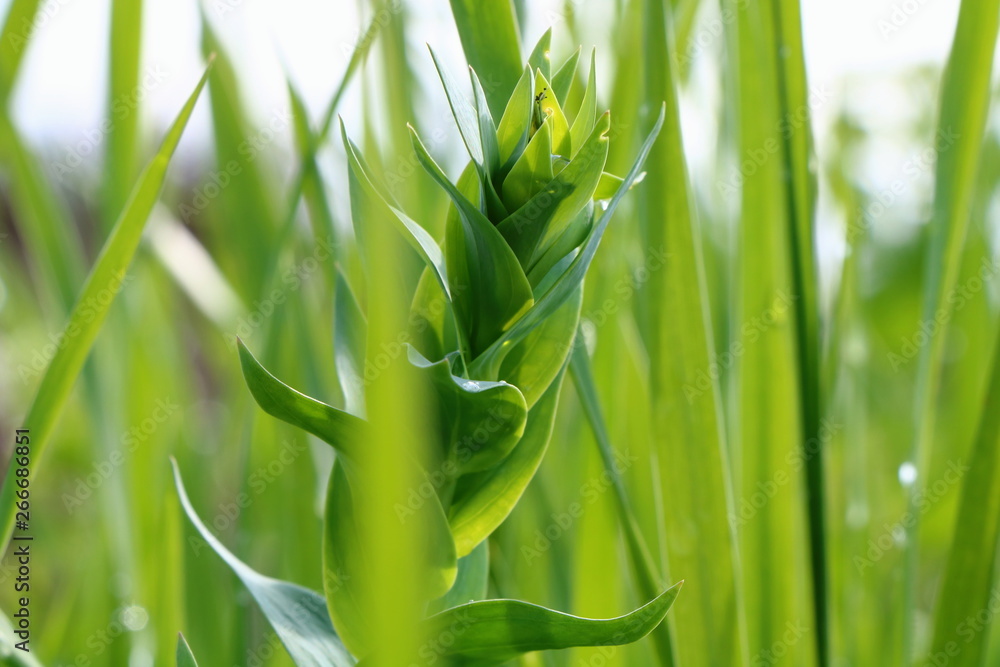 Obraz premium Grass in spring