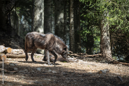 Black wolf in forest