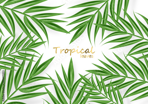 Fototapeta Naklejka Na Ścianę i Meble -  Tropic palm leaves Vector realistic background. Exotic summer card. Green fresh decors