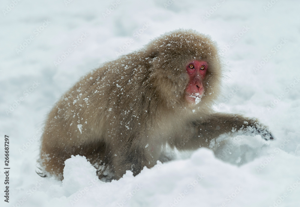 Naklejka premium Japanese macaque on the snow. The Japanese macaque ( Scientific name: Macaca fuscata), also known as the snow monkey. Natural habitat, winter season.