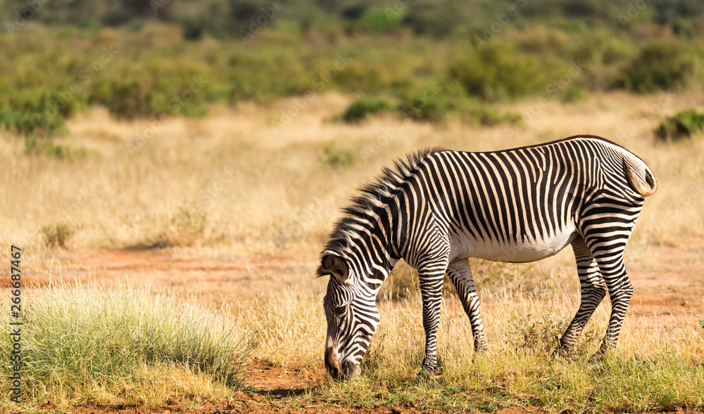 A Grevy Zebra is grazing in the countryside of Samburu in Kenya A Grevy Zebra is grazing in the countryside of Samburu in Kenya
