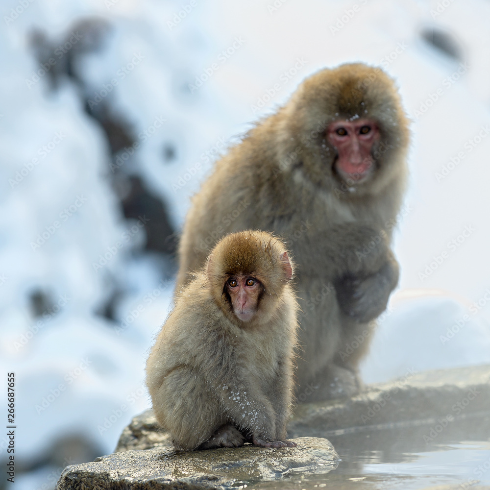 Naklejka premium Japanese macaque and cub. The Japanese macaque ( Scientific name: Macaca fuscata), also known as the snow monkey. Natural habitat, winter season.