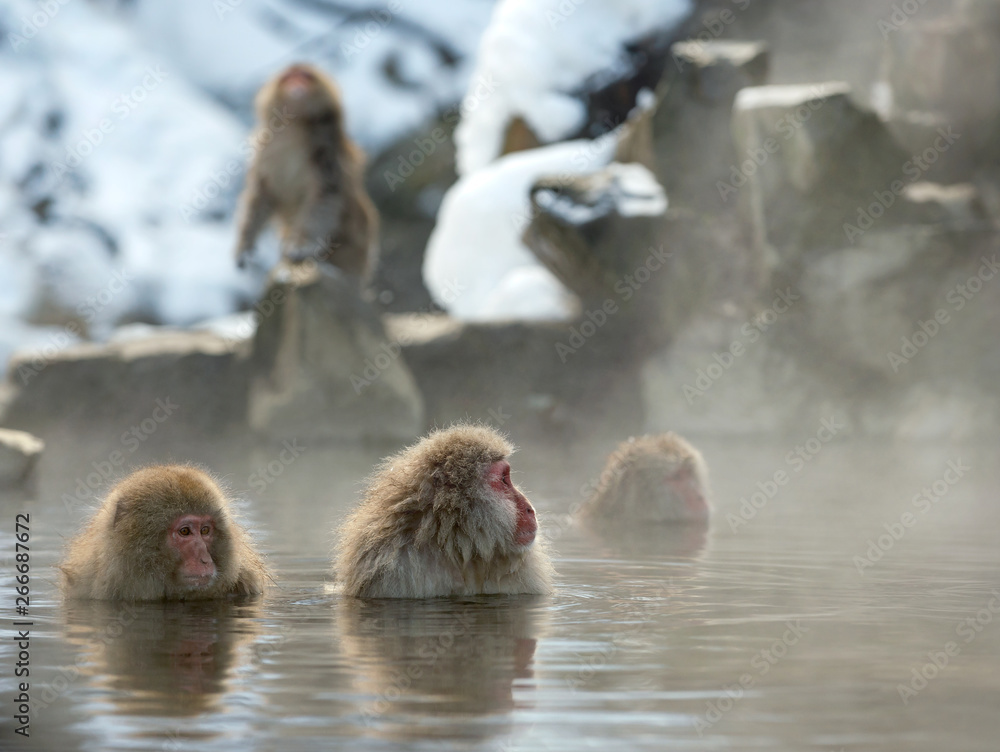 Naklejka premium Japanese macaque in the water of natural hot springs, steam above water. Onsen. The Japanese macaque ( Scientific name: Macaca fuscata), also known as the snow monkey. Natural habitat, winter season.