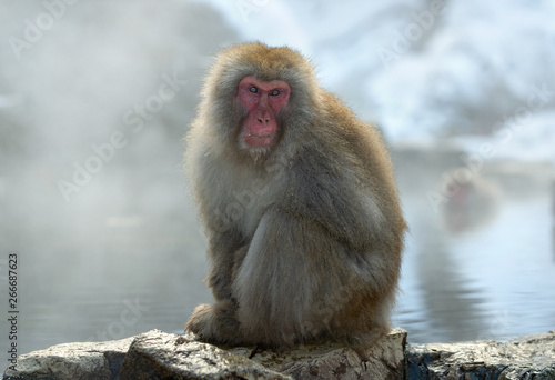 Japanese macaque near the natural hot springs, steam above water. The Japanese macaque ( Scientific name: Macaca fuscata), also known as the snow monkey. Natural habitat, winter season. © Uryadnikov Sergey