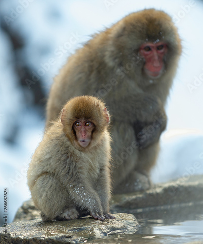 Japanese macaque and cub.  The Japanese macaque ( Scientific name: Macaca fuscata), also known as the snow monkey. Natural habitat, winter season. © Uryadnikov Sergey