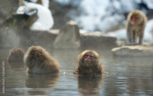 Japanese macaque in the water of natural hot springs  steam above water. Onsen. The Japanese macaque   Scientific name  Macaca fuscata   also known as the snow monkey. Natural habitat  winter season.