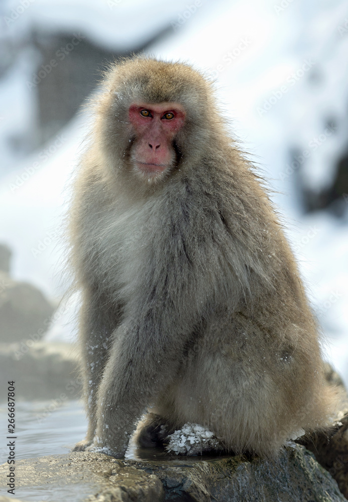 Japanese macaque near the natural hot springs. The Japanese macaque ( Scientific name: Macaca fuscata), also known as the snow monkey. Natural habitat, winter season. Japanese macaque near the natural hot springs. The Japanese macaque ( Scientific name: Macaca fuscata), also known as the snow monkey. Natural habitat, winter season.