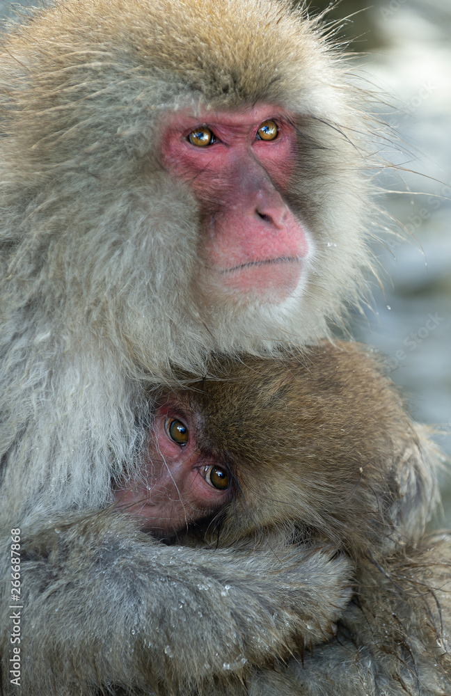 Japanese macaque and cub. Close up portrait. The Japanese macaque ( Scientific name: Macaca fuscata), also known as the snow monkey. Natural habitat, winter season. Japanese macaque and cub. Close up portrait. The Japanese macaque ( Scientific name: Macaca fuscata), also known as the snow monkey. Natural habitat, winter season.