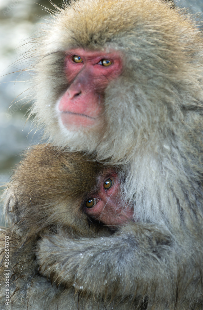 Japanese macaque and cub. Close up portrait. The Japanese macaque ( Scientific name: Macaca fuscata), also known as the snow monkey. Natural habitat, winter season. Japanese macaque and cub. Close up portrait. The Japanese macaque ( Scientific name: Macaca fuscata), also known as the snow monkey. Natural habitat, winter season.
