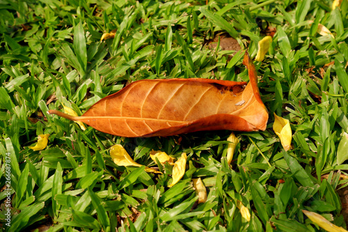 leaf on green grass