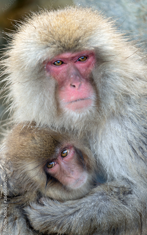 Japanese macaque and cub. Close up portrait. The Japanese macaque ( Scientific name: Macaca fuscata), also known as the snow monkey. Natural habitat, winter season. Japanese macaque and cub. Close up portrait. The Japanese macaque ( Scientific name: Macaca fuscata), also known as the snow monkey. Natural habitat, winter season.