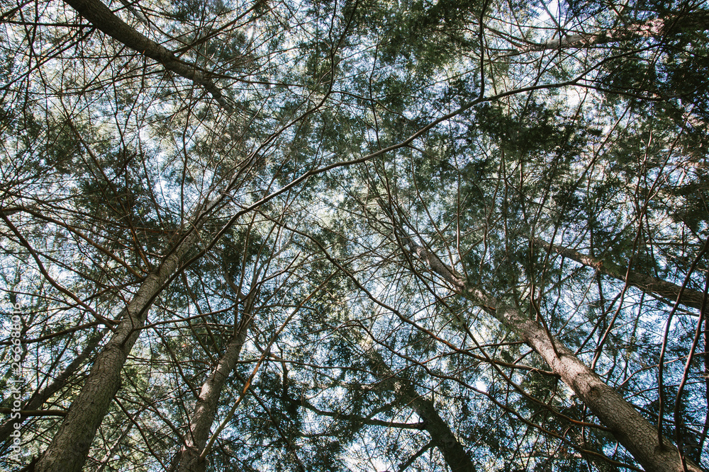 Fototapeta premium green trees tops directed to the sky in the Park in Sunny weather