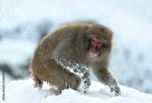 Japanese macaque on the snow. The Japanese macaque ( Scientific name: Macaca fuscata), also known as the snow monkey. Natural habitat, winter season. © Uryadnikov Sergey