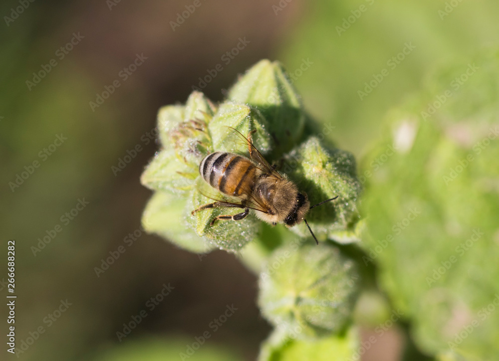 Honey bee covered on flower bud in garden Honey bee covered on flower bud in garden