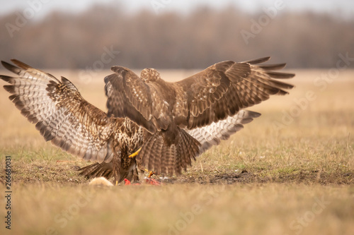 Tableau sur toile Buzzard, Buteo buteo